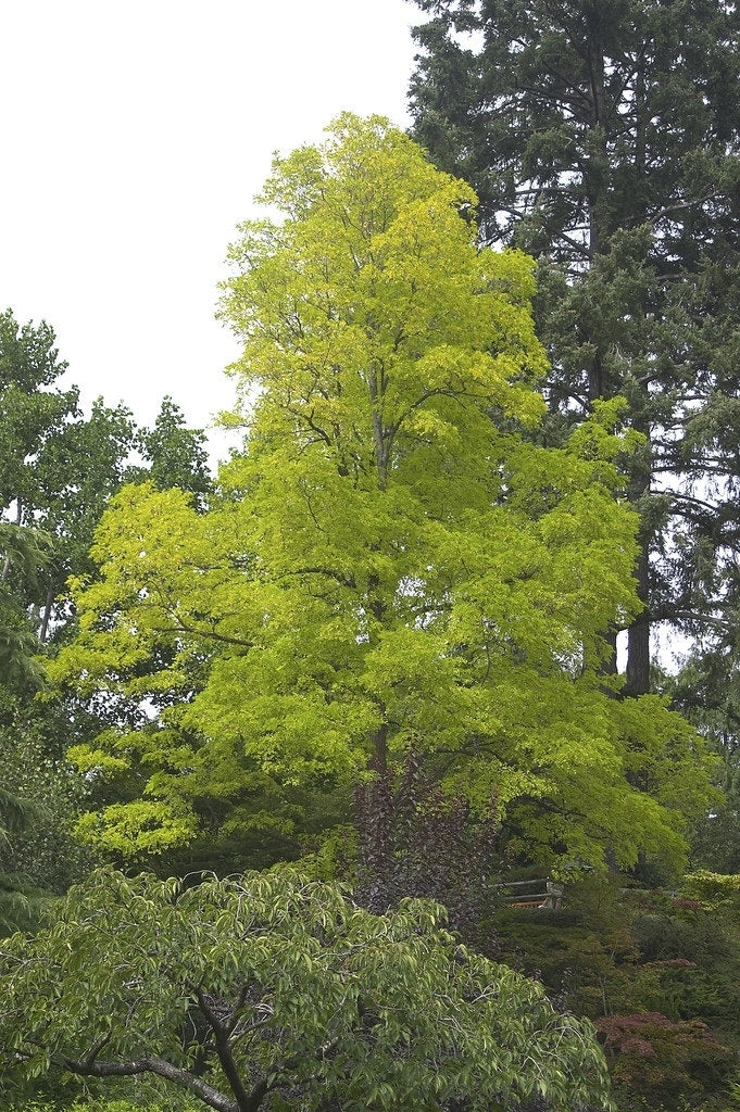 Vederesdoorn Als Boom (Acer Negundo 'Kelly's Gold')