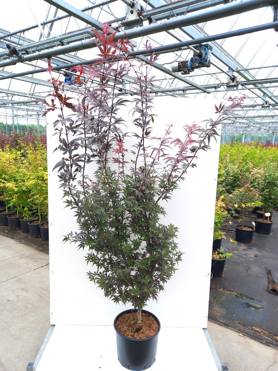 Japanse Esdoorn (Acer Palmatum 'Pixie')