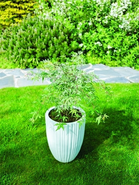 Japanse Esdoorn (Acer Palmatum 'Ukigumo')