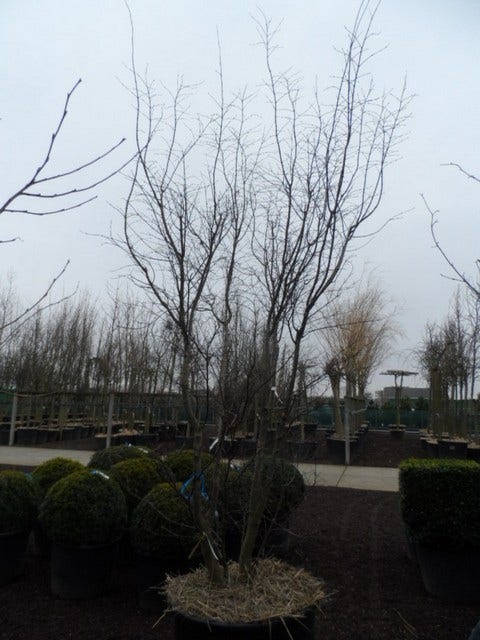 Japanse Esdoorn (Acer Palmatum 'Atropurpureum')