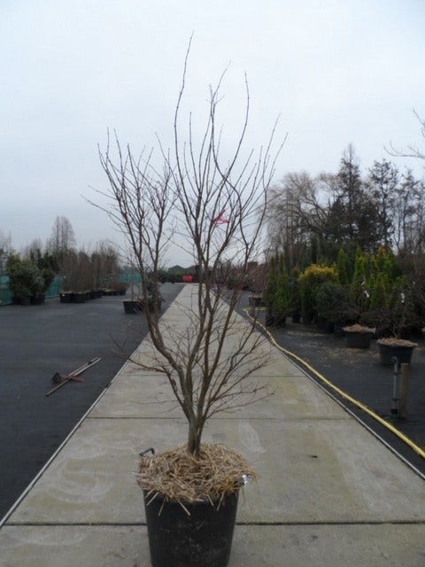 Japanse Esdoorn (Acer Palmatum 'Fireglow')