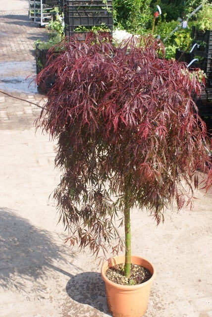 Japanse Esdoorn Als Boom (Acer Palmatum 'Inabe-shidare')