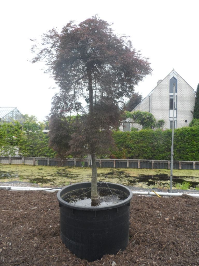 Japanse Esdoorn (Acer Palmatum 'Inaba-shidare')