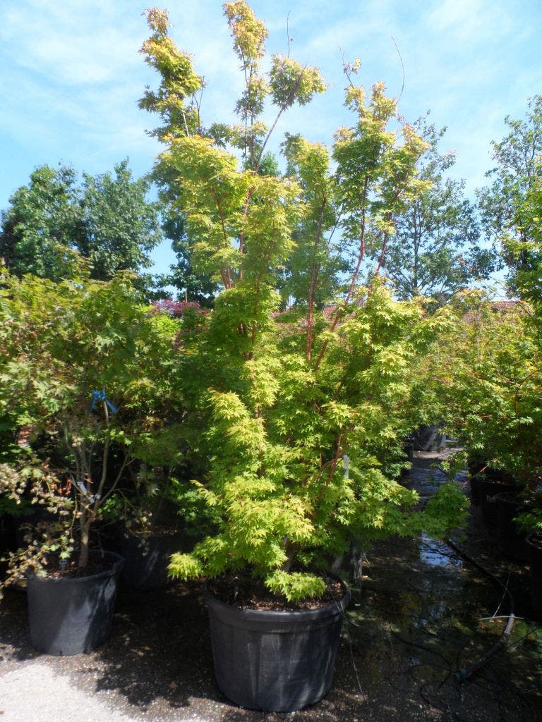 Japanse Esdoorn (Acer Palmatum 'Sangokaku')