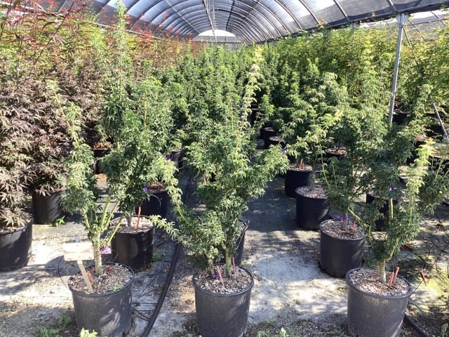 Japanse Esdoorn (Acer Palmatum 'Shishigashira')