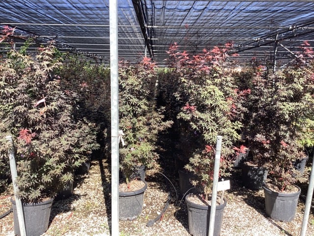 Japanse Esdoorn (Acer Palmatum 'Skeeter's Broom')