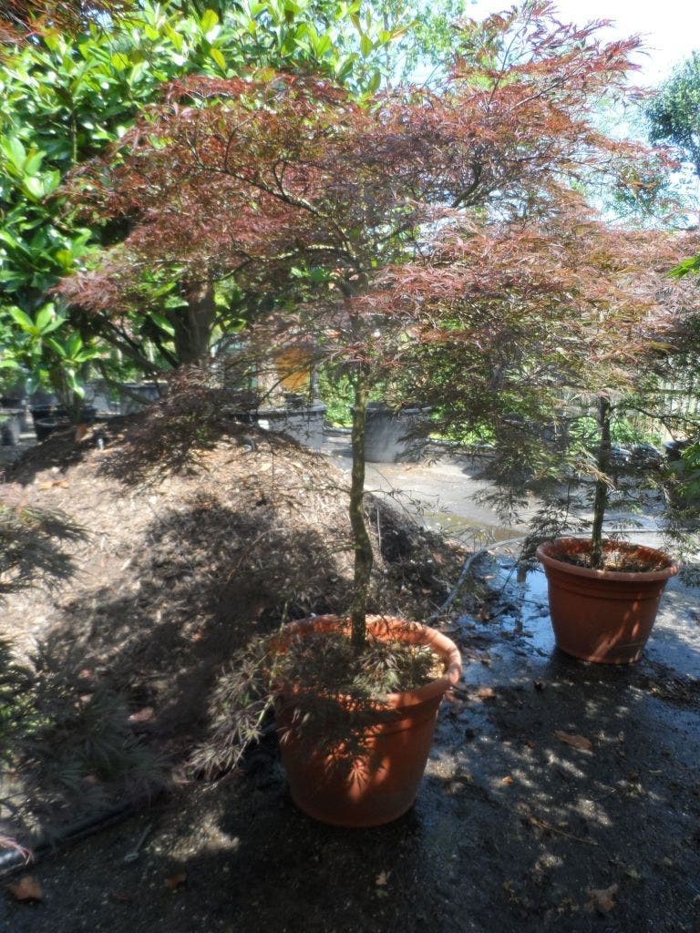 Japanse Esdoorn (Acer Palmatum 'Tamuke Yama')