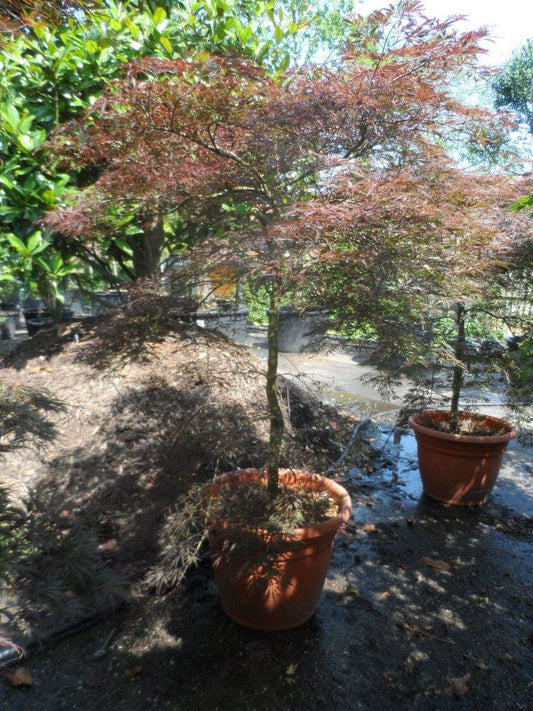 Japanse Esdoorn (Acer Palmatum 'Tamuke Yama')
