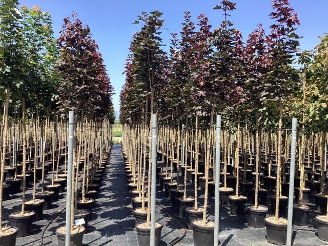 Noorse Esdoorn (Acer Platanoides 'Crimson Sentry')