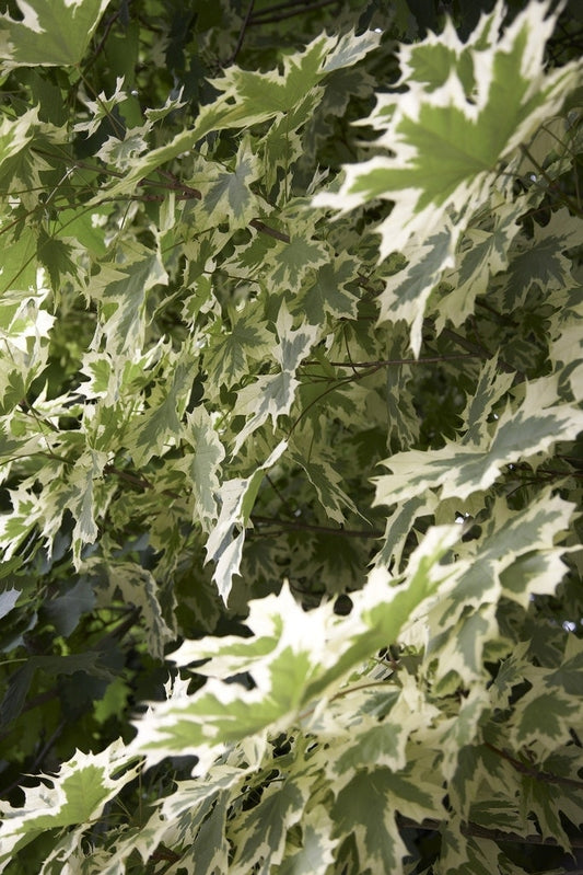 Bonte Esdoorn (Acer Platanoides 'Drummondii')