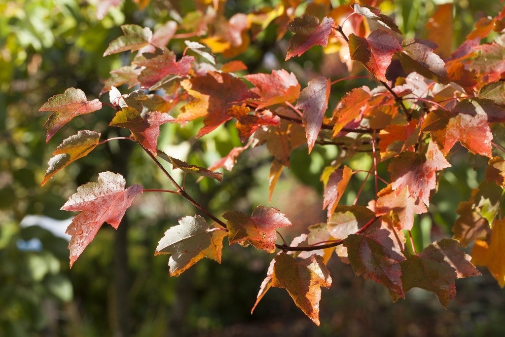 Rode Esdoorn (Acer Rubrum)