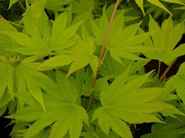 Japanse Esdoorn (Acer Shirasawanum 'Jordan')