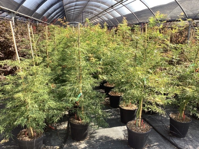 Japanse Esdoorn (Acer Palmatum 'Viridis')