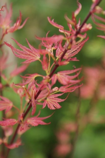 Japanse Esdoorn (Acer Palmatum 'Wilson's Pink Dwarf')