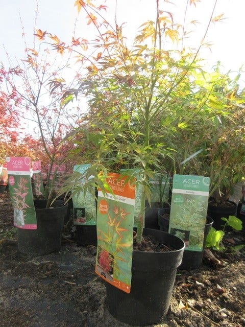 Japanse Esdoorn (Acer Palmatum 'Wilson's Pink Dwarf')