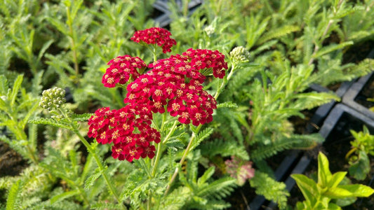 Duizendblad (Achillea Millefolium 'summerwine')
