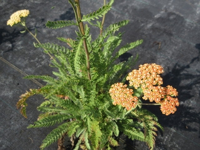 Duizendblad (Achillea Millefolium 'Terracotta')