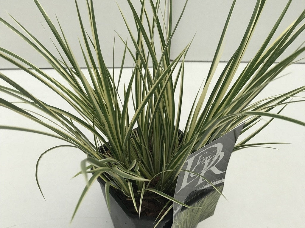 Bonte Kalmoes (Acorus Argenteostriatus)
