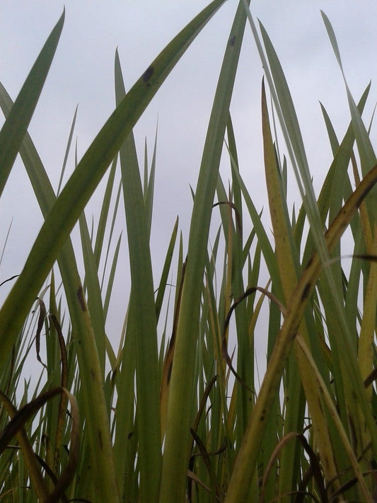Kalmoes (Acorus Calamus)