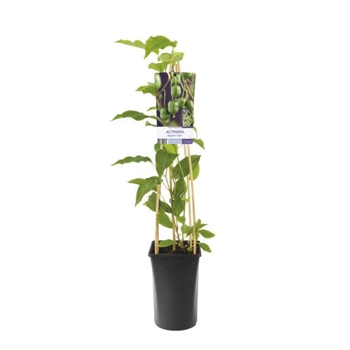 Kiwibes (Actinidia Arguta 'Issai')