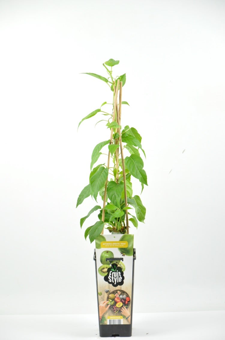 Mini-Kiwi (Actinidia Arguta 'Weiki'(M))