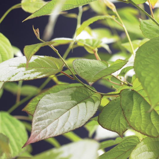 Sierkiwi (Actinidia Kolomikta)
