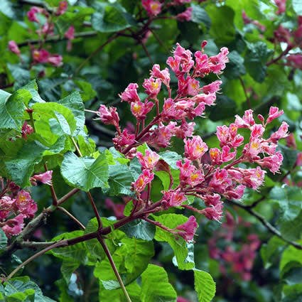 Kastanjeboom (Aesculus Carnea 'Briotii')