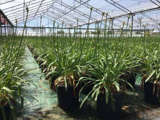 Afrikaanse Lelie (Agapanthus 'Blue Storm')