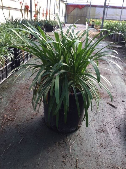 Afrikaanse Lelie (Agapanthus 'Ever Sapphire')