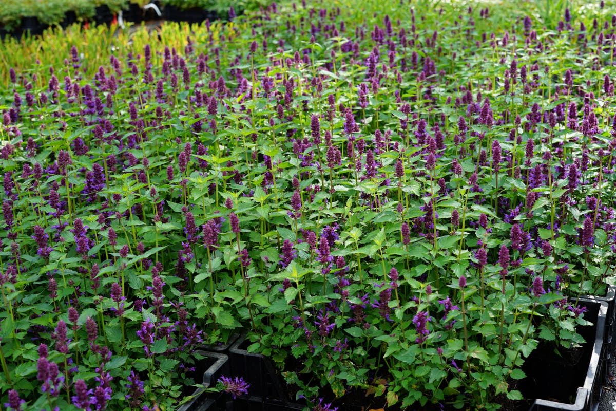 Dropplant (Agastache 'Blue Boa')