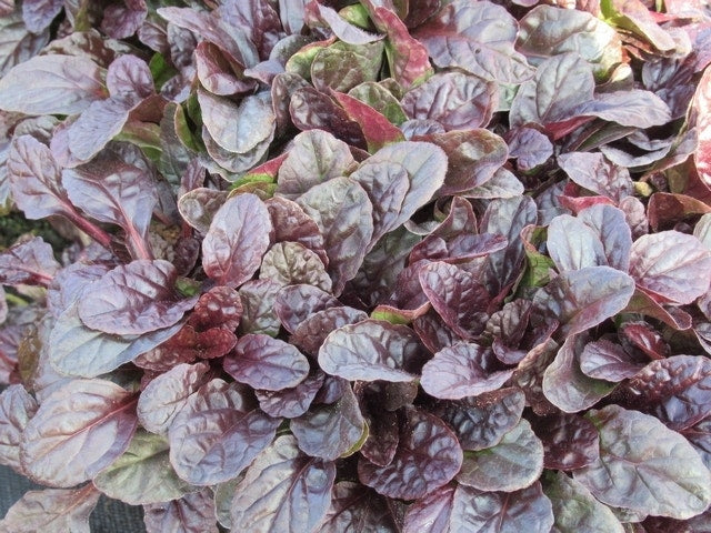 Zenegroen (Ajuga Reptans 'Atropurpurea')