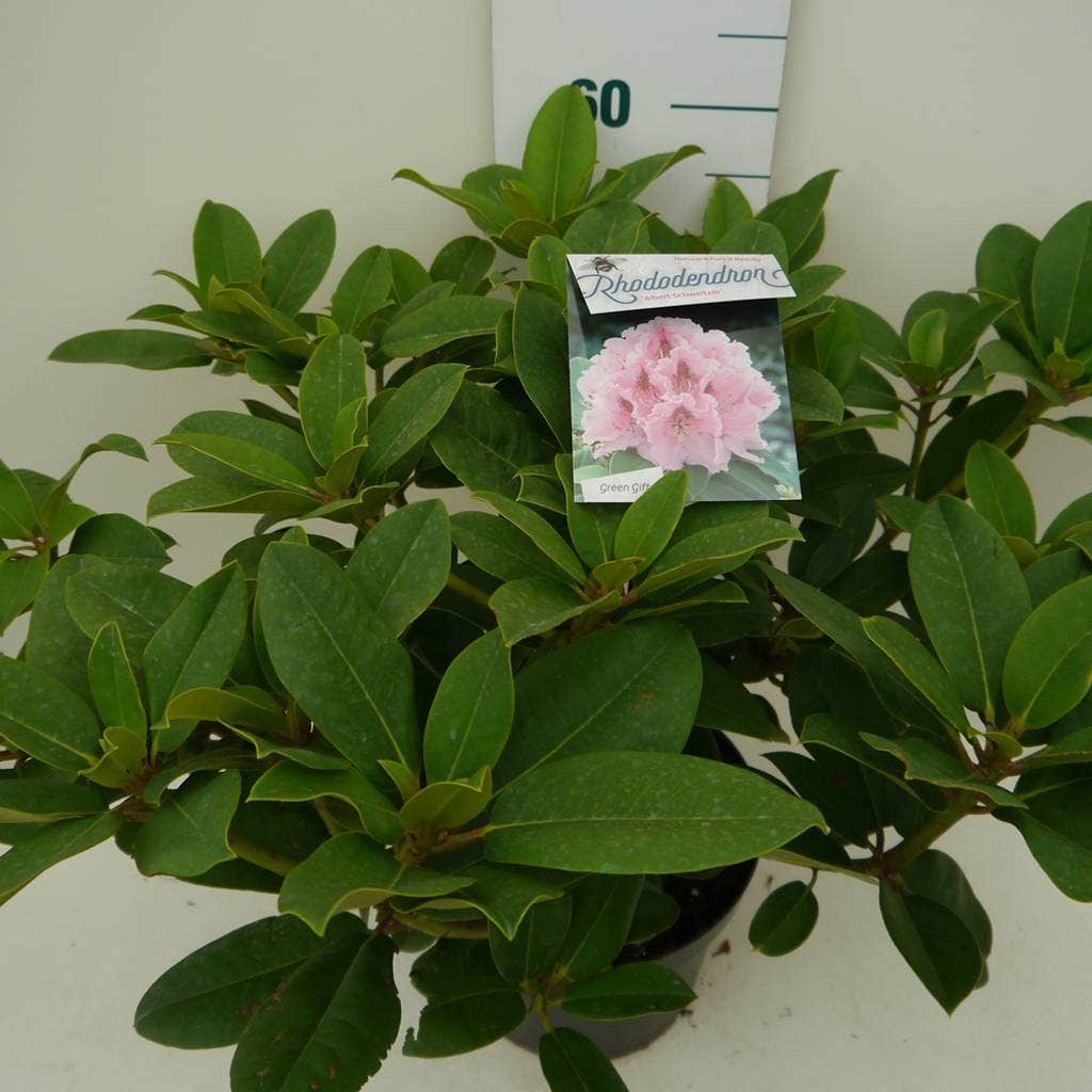 Rhododendron (Rhododendron 'Albert Schweitzer')