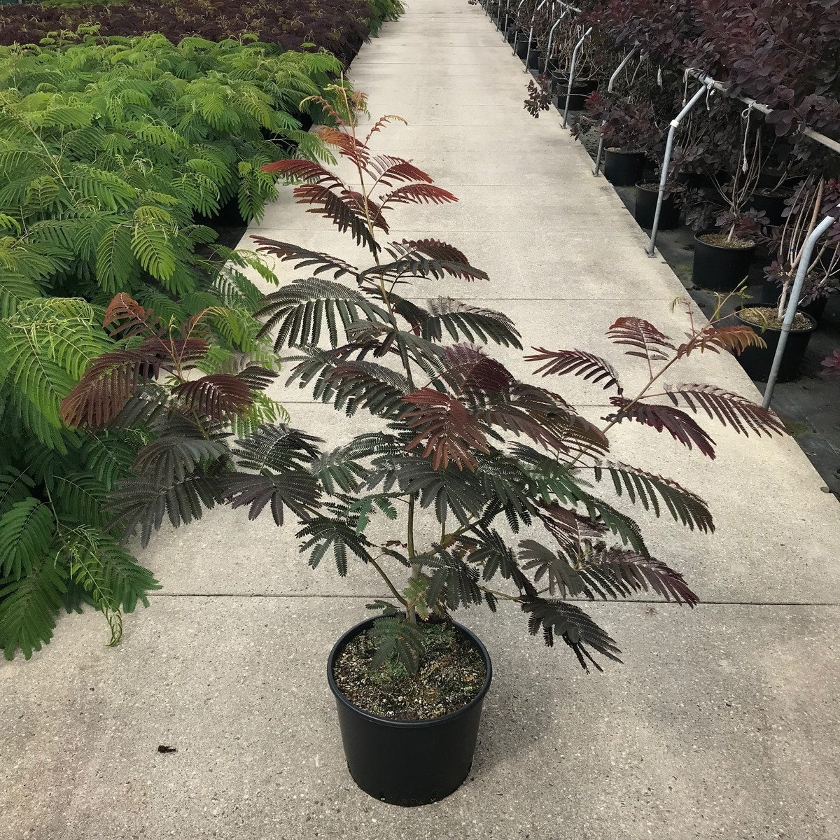 Perzische Slaapboom Als Struik (Albizia Julibrissin ‘Evey’s Pride’)