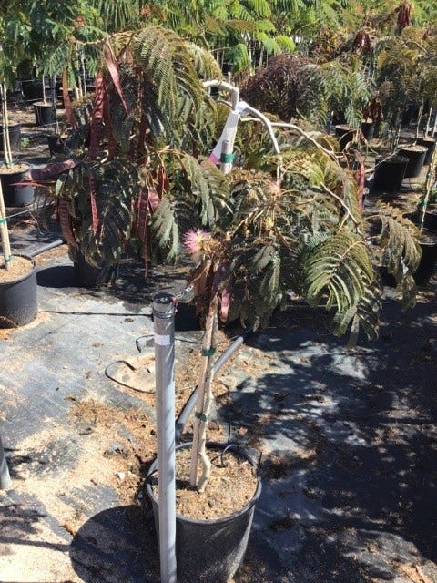 Perzische Slaapboom Als Halfstam (Albizia 'Chocolate Fountain')