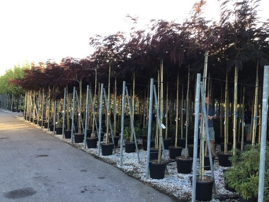 Perzische Slaapboom Als Boom (Albizia Julibrissin 'Summer Chocolate')