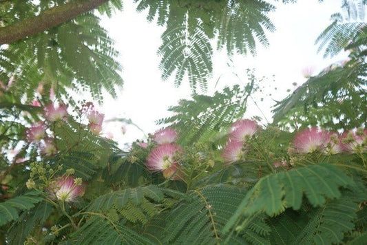 Perzische Slaapboom (Albizia Julibrissin 'Ombrella')