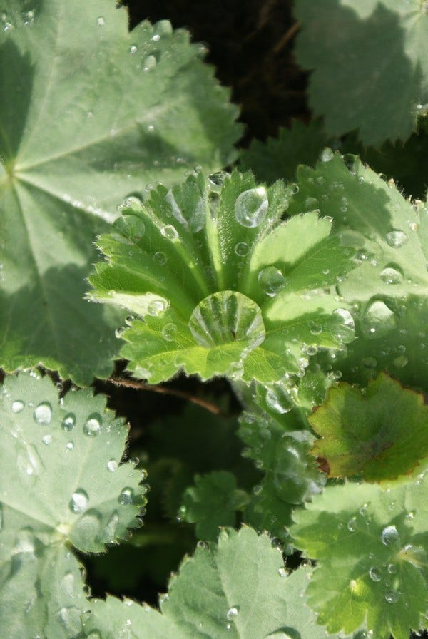 Vrouwenmantel (Alchemilla Vulgaris)