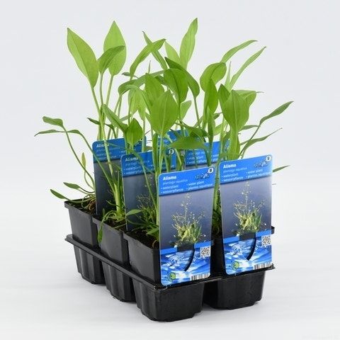 Waterweegbree (Alisma Plantago-aquatica)