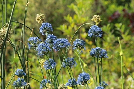 Sierui (Allium Caeruleum)