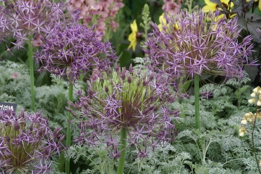 Sierui (Allium Albopilosum 'Christophii')