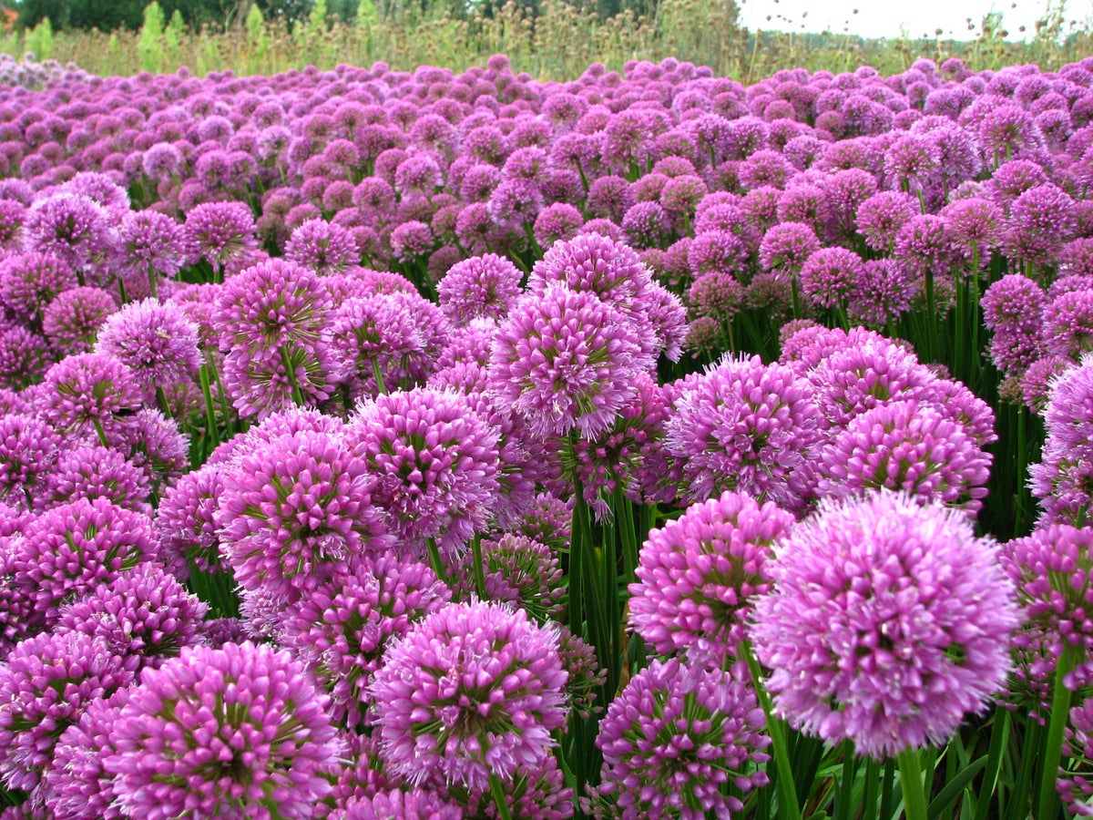 Sierui (Allium 'Millenium')
