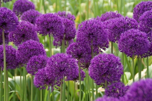 Sierui (Allium Aflatunense 'Purple Sensation')