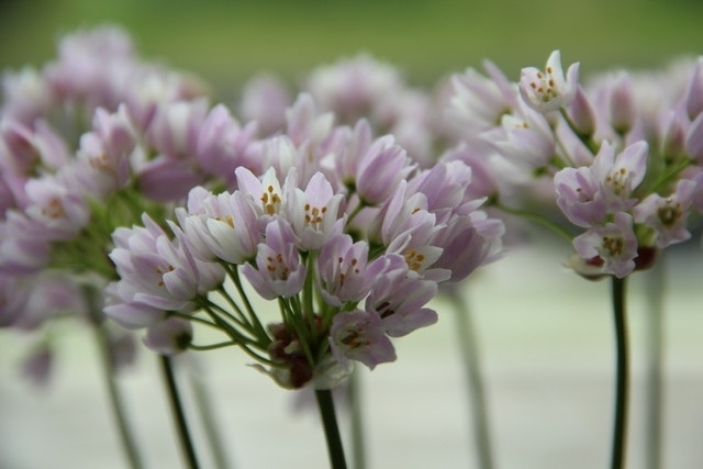 Sierui (Allium Roseum)