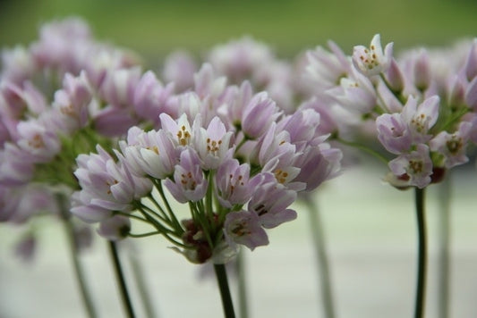 Sierui (Allium Roseum)