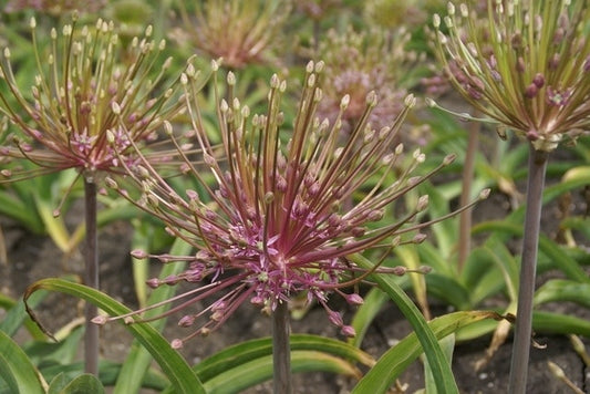 Sierui (Allium Schubertii)