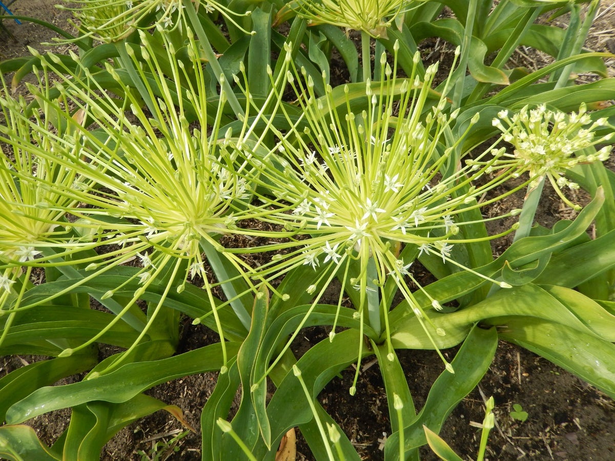 Sierui (Allium Schubertii 'Arctic Snow')