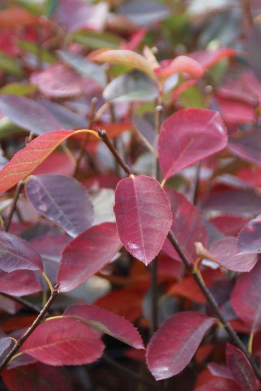 Krentenboom (Amelanchier Laevis 'Ballerina')