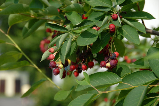 Krent Als Boom (Amelanchier Lamarckii)