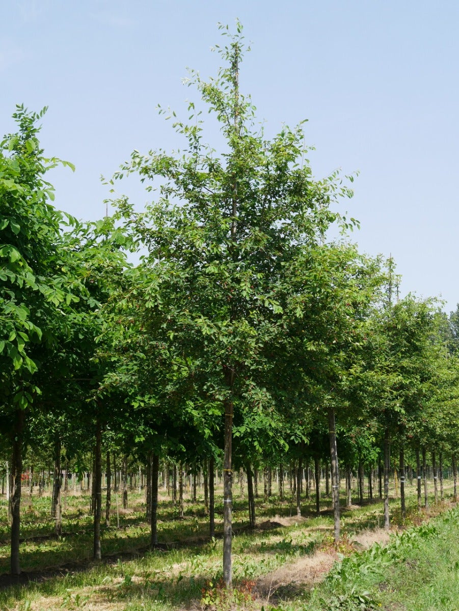 Krent Als Boom (Amelanchier Lamarckii)