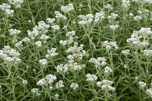 Siberische Edelweiss (Anaphalis Margaritacea)